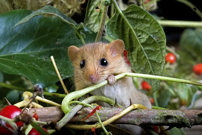 Framed Print : Common Dormouse (muscardinus avellanarius)