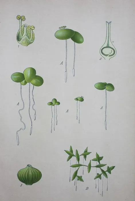 Framed Print : Common duckweed (Lemna minor), historical illustration from 1885