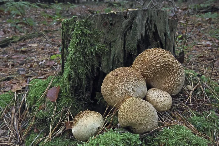 Framed Print : Common earthball (Scleroderma citrinum) Framed Print : Common earthball (Scleroderma citrinum)