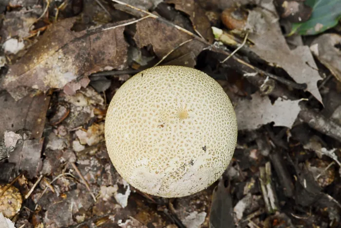 Framed Print : Common earthball (Scleroderma citrinum) Framed Print : Common earthball (Scleroderma citrinum)