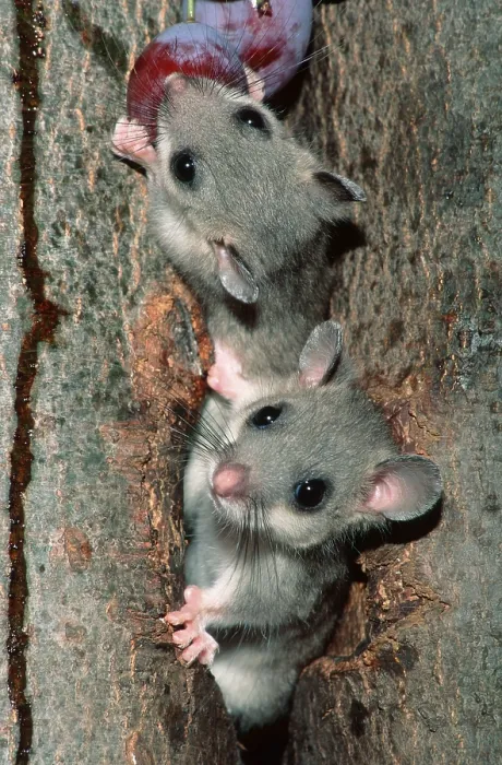 Framed Print : Common Edible dormouse (Glis glis)