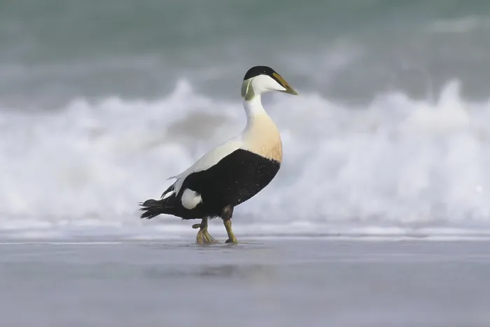 Framed Print : Common eider