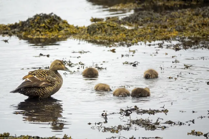 Framed Print : Common Eider hen with ducklings Framed Print : Common Eider hen with ducklings