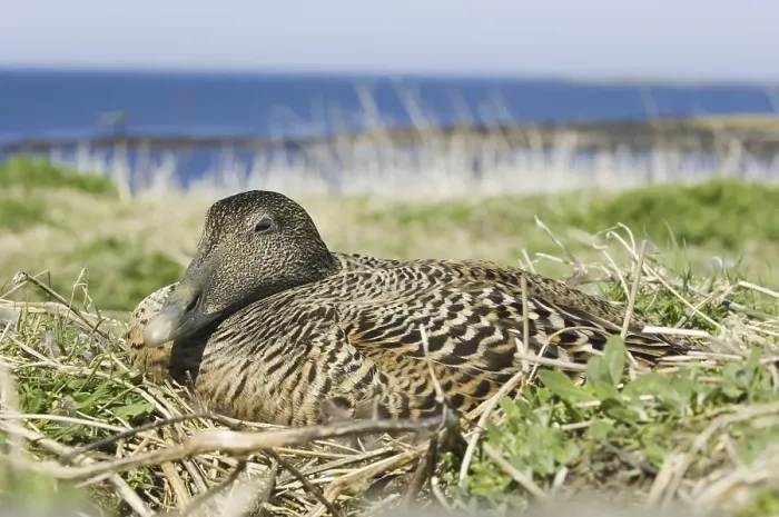Framed Print : Common Eider (Somateria mollissima)
