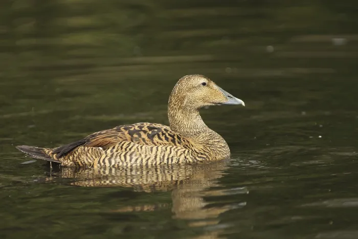 Framed Print : Common Eider (Somateria mollissima)