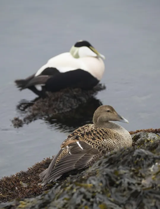Framed Print : Common eider (Somateria mollissima)