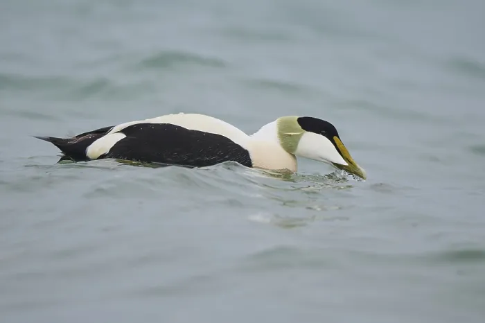 Framed Print : Common eider (Somateria mollissima) male swimming in the sea Framed Print : Common eider (Somateria mollissima) male swimming in the sea