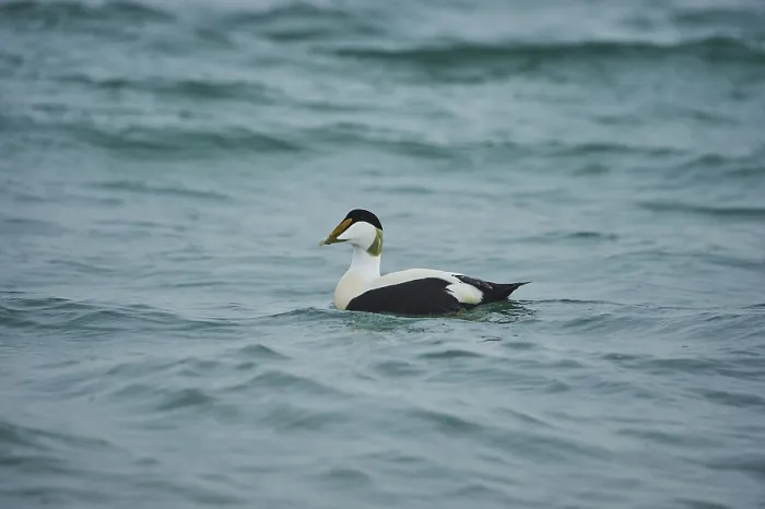 Framed Print : Common eider (Somateria mollissima) male swimming in the sea