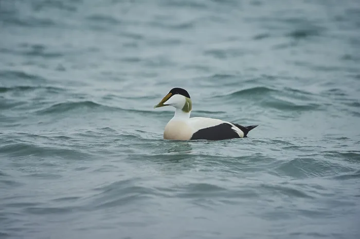 Framed Print : Common eider (Somateria mollissima) male swimming in the sea