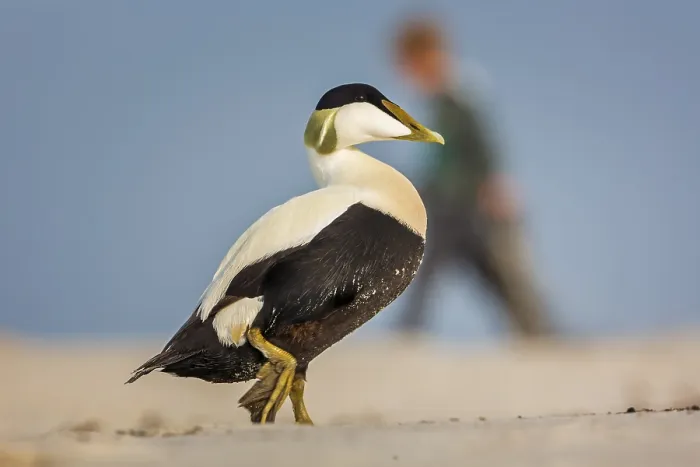 Framed Print : Common Eider (Somateria mollissima) Sea duck