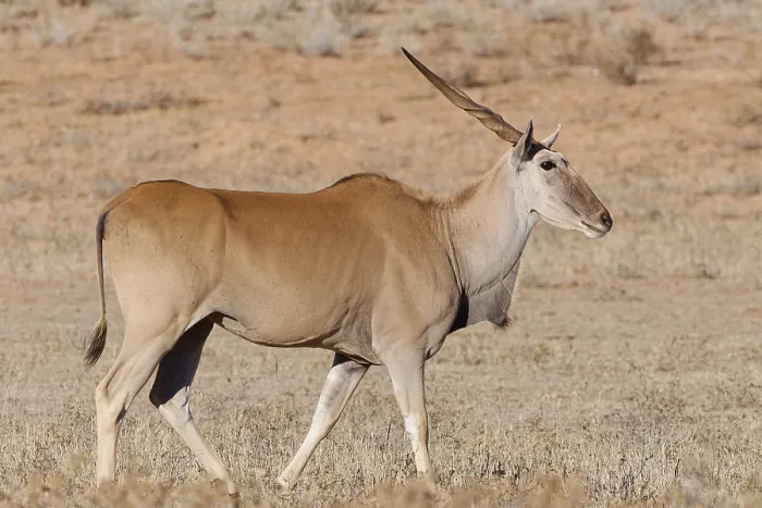 Framed Print : Common eland (Taurotragus oryx) Framed Print : Common eland (Taurotragus oryx)
