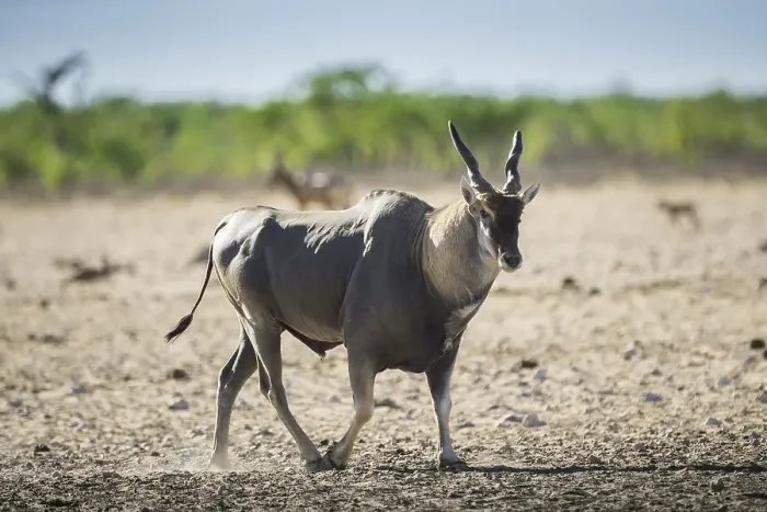 Framed Print : Common eland (Taurotragus oryx) male