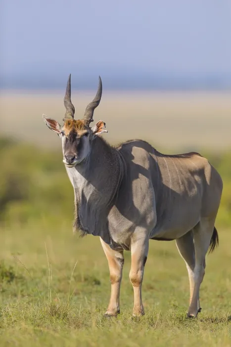 Framed Print : Common eland (Taurotragus oryx) in savanna