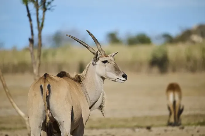 Framed Print : Common eland (Taurotragus oryx) standing in the dessert