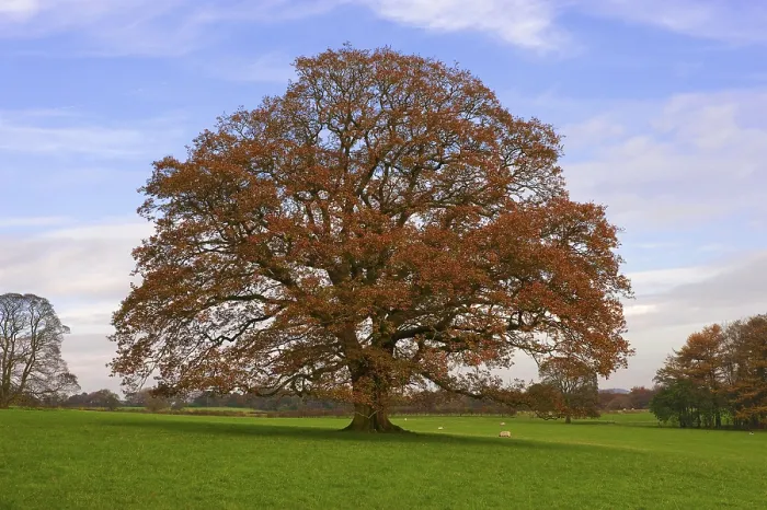 Framed Print : Common english oak (Quercus robur) Framed Print : Common english oak (Quercus robur)