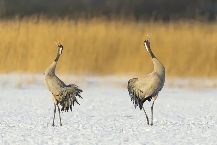 Framed Print : Common or Eurasian cranes (Grus grus)