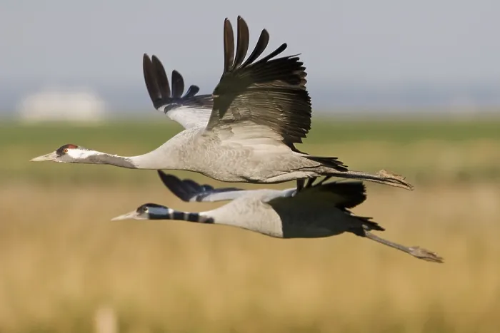 Framed Print : Common- or Eurasian Cranes (Grus grus) in flight
