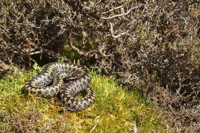 Framed Print : Common european adder or viper snake (Vipera berus)
