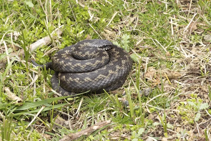Framed Print : Common european adder or viper snake (Vipera berus) adult reptile coiled basking or warming up in grassland in spring Framed Print : Common european adder or viper snake (Vipera berus) adult reptile coiled basking or warming up in grassland in spring