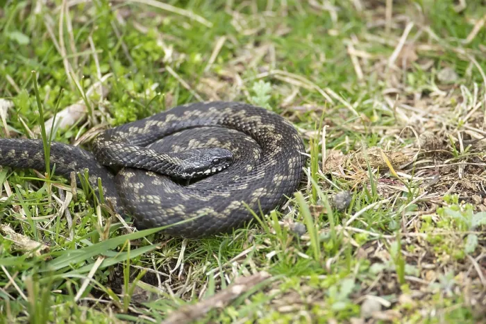 Framed Print : Common european adder or viper snake (Vipera berus) adult reptile basking or warming up in grassland in spring
