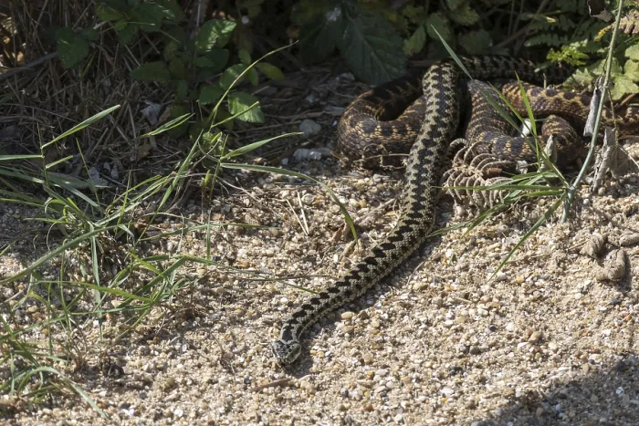 Framed Print : Common European Adder (Vipera berus) on the move