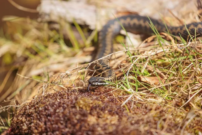 Framed Print : A common European adder (Vipera berus) creeps across moss on a sunny day Framed Print : A common European adder (Vipera berus) creeps across moss on a sunny day