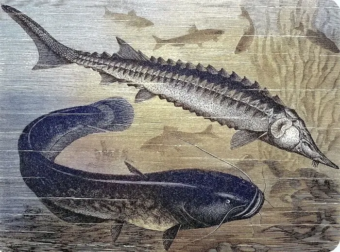 Framed Print : Common european sea sturgeon (Acipenser sturio) and common catfish (Silurus glanis)