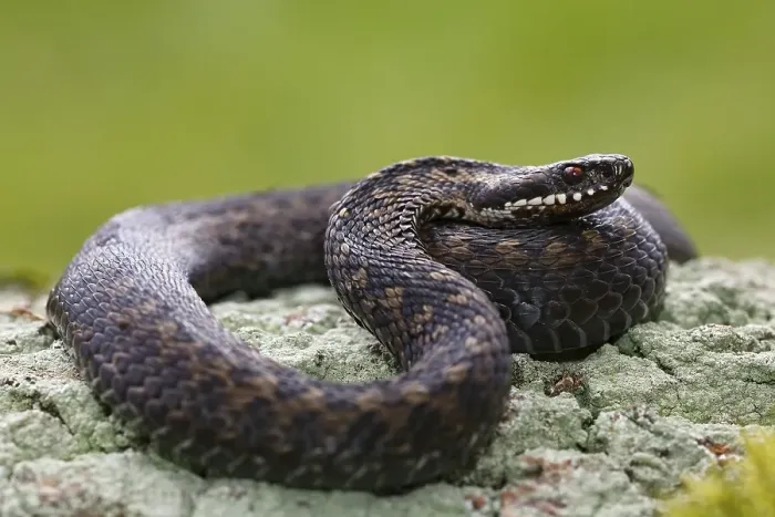 Framed Print : Common European viper (Vipera berus)