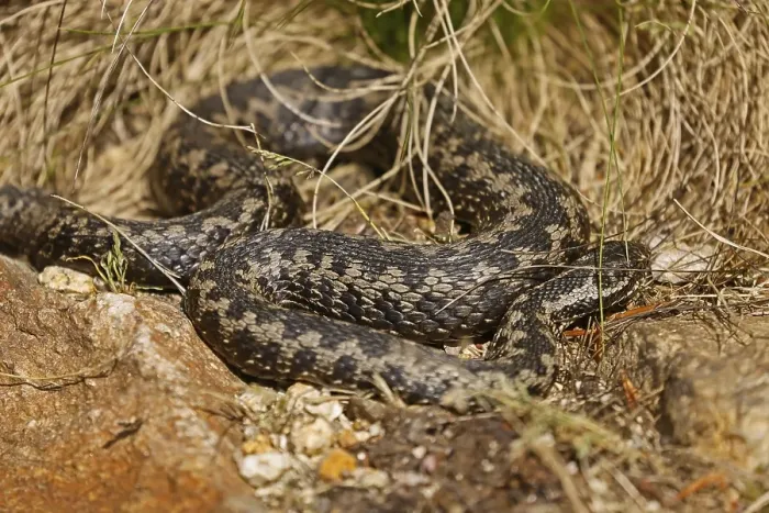Framed Print : Common european viper (Vipera berus) sunning itself