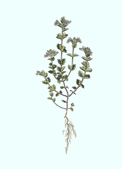 Framed Print : Common Eyebright (Euphrasia officinalis) or Greater Eyebright