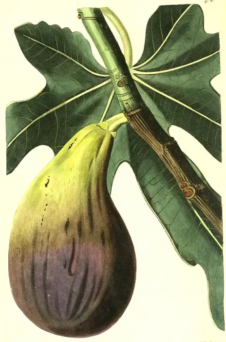 Framed Print : Common fig (Ficus carica) Brunswick