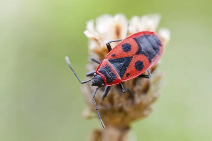 Framed Print : Common fire bug, Pyrrhocoris apterus Framed Print : Common fire bug, Pyrrhocoris apterus