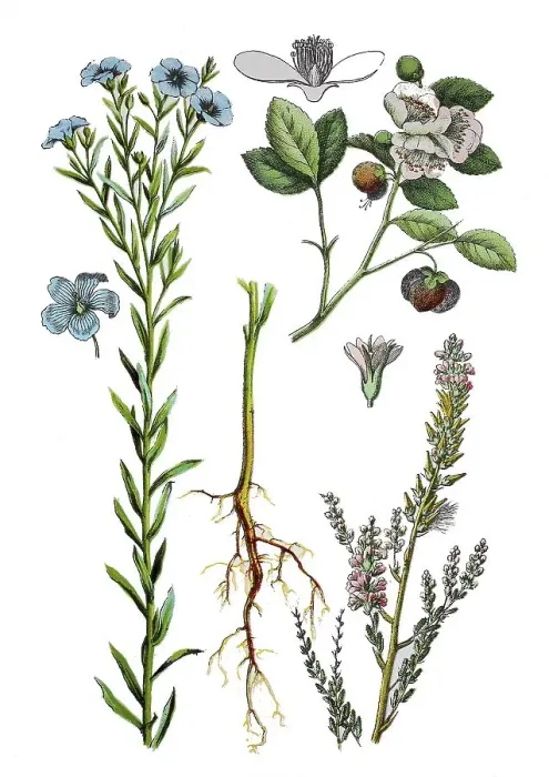 Framed Print : Common flax, seed flax or flax Framed Print : Common flax, seed flax or flax