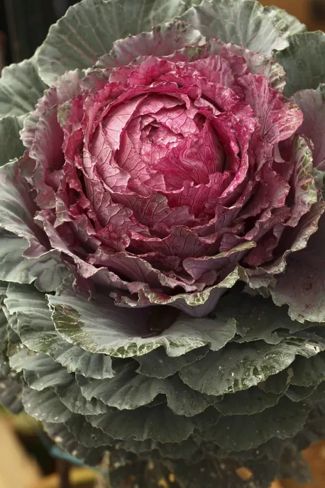 Framed Print : Common name flowering or ornamental kale Cabbage Latin name Brassica oleracea species Framed Print : Common name flowering or ornamental kale Cabbage Latin name Brassica oleracea species