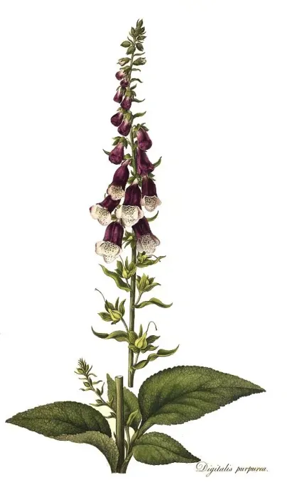 Framed Print : Common foxglove (Digitalis purpurea) Framed Print : Common foxglove (Digitalis purpurea)