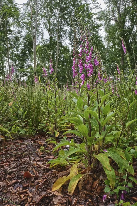 Framed Print : Common foxglove (Digitalis purpurea) in a deciduous forest