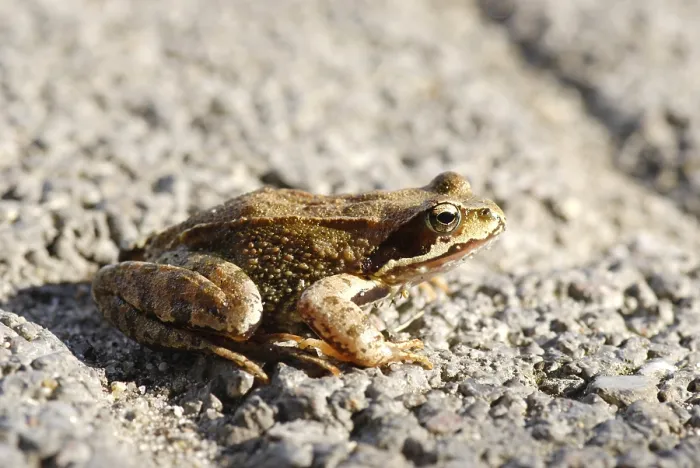Framed Print : Common Frog (rana temporaria)
