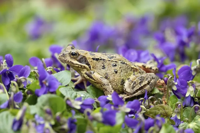 Framed Print : Common frog (Rana temporaria) adult amphibian amongst garden blue violet flowers in spring Framed Print : Common frog (Rana temporaria) adult amphibian amongst garden blue violet flowers in spring
