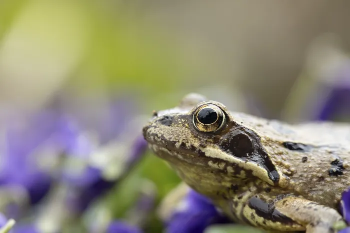 Framed Print : Common frog (Rana temporaria) adult amphibian on garden blue violet flowers in spring
