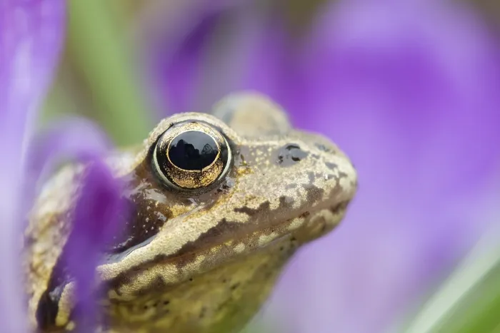 Framed Print : Common frog (Rana temporaria) adult amphibian amongst garden purple crocus flowers in spring