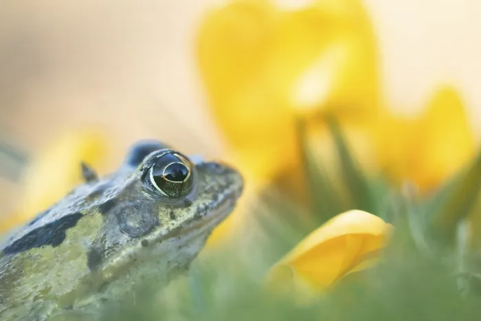 Framed Print : Common frog (Rana temporaria) adult amphibian amongst garden yellow crocus flowers in spring