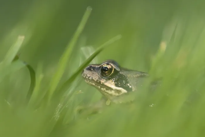 Framed Print : Common frog (Rana temporaria) juvenile baby froglet amphibian amongst grass of a garden lawn in summer