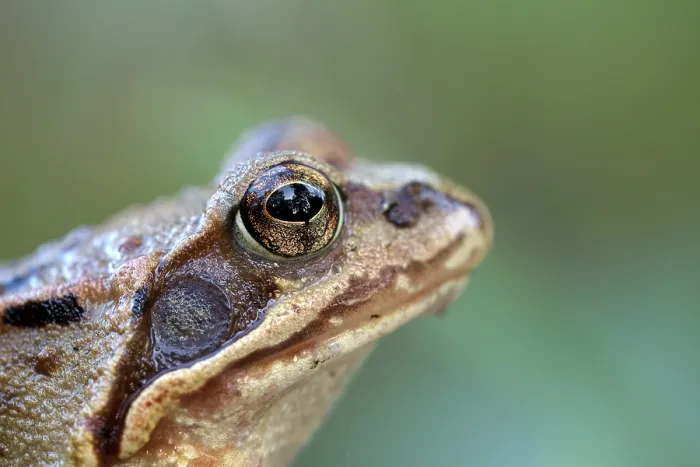 Framed Print : Common frog (Rana temporaria), portrait