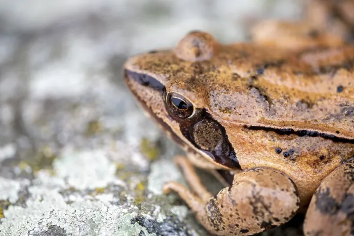 Framed Print : Common frog (Rana temporaria) sitting on stone Framed Print : Common frog (Rana temporaria) sitting on stone