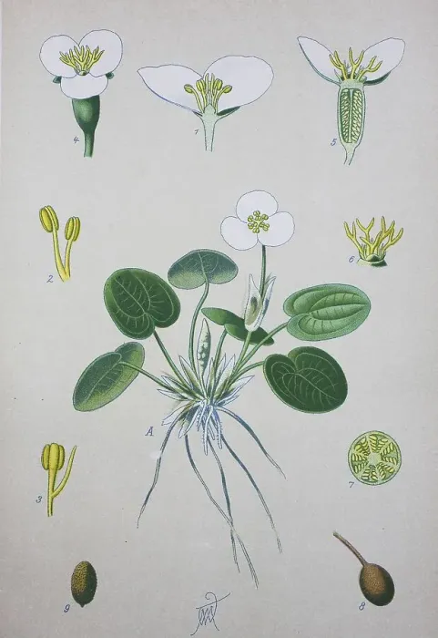 Framed Print : Common frogbit (Hydrocharis morsus-ranae)