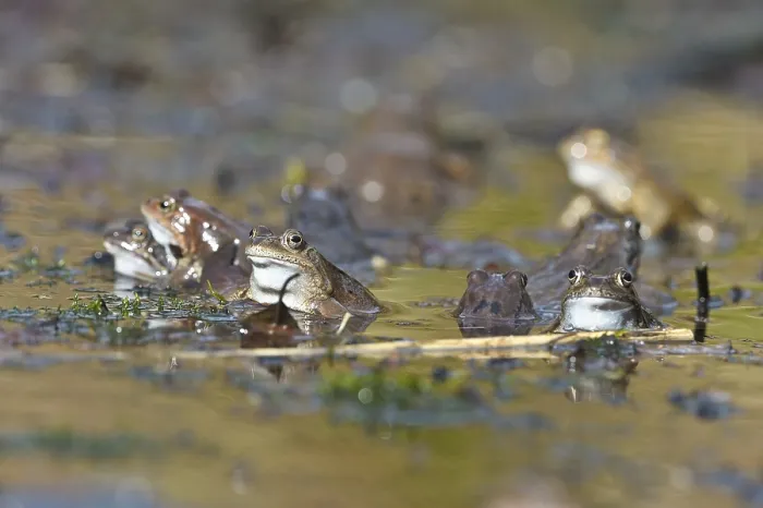 Framed Print : Common frogs (Rana temporaria)