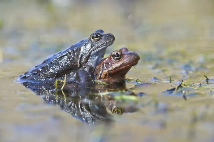 Framed Print : Common frogs (Rana temporaria)