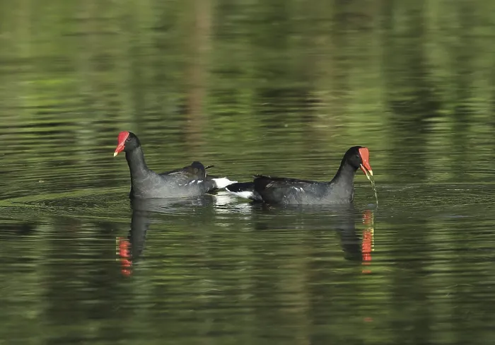 Framed Print : Common Gallinule (Gallinula galeata galeata)