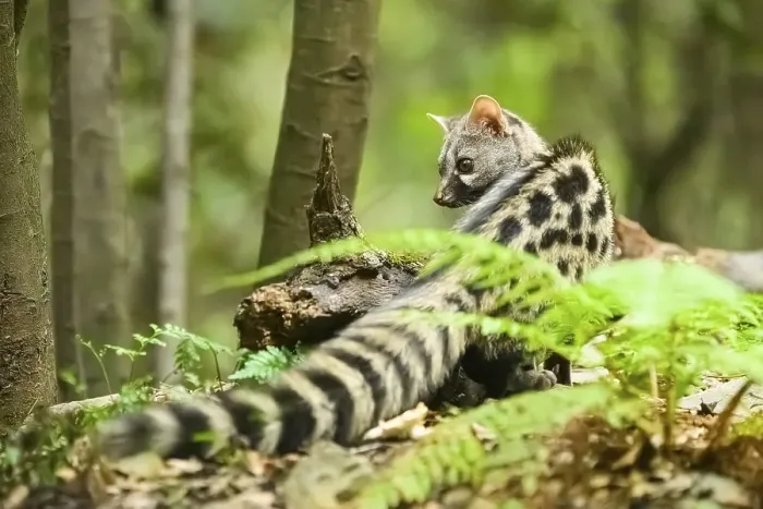 Framed Print : Common genet (Genetta genetta), wildlife in a forest, Montseny National Park, Catalonia, Spain, Europe Framed Print : Common genet (Genetta genetta), wildlife in a forest, Montseny National Park, Catalonia, Spain, Europe