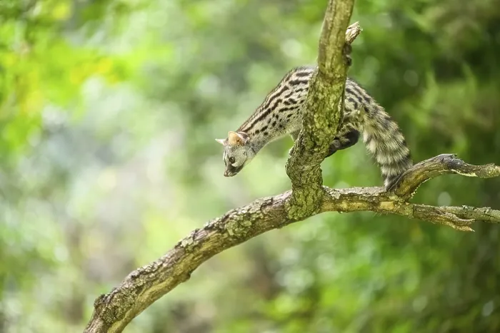 Framed Print : Common genet (Genetta genetta)